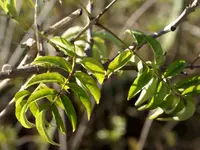 la palma 09 758.webp