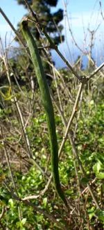 la palma 09 762.webp