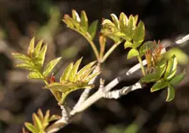 la palma 09 757.webp