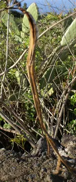 la palma 09 760.webp