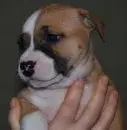 Belladonna 6 wochen2.webp