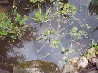Bild 244.webp