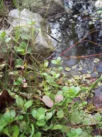 Bild 291.webp