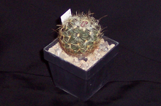 100_1789.webp