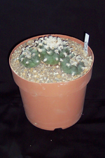 100_1798.webp