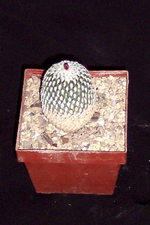 100_1805.webp