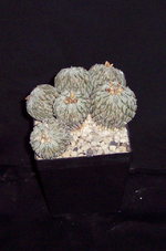 100_1810.webp