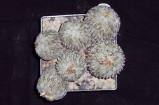 100_1811.webp