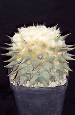 100_1818.webp