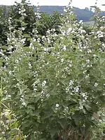 DSC00057.webp