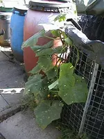 DSC00006.webp
