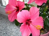 DSC00861.webp