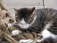 DSC00035.webp
