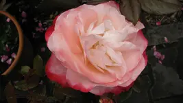 059.webp