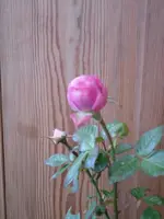 SDC10248.webp