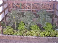 Tomaten 260509.webp