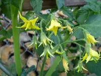 Tomatenblueten 170609.webp
