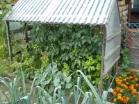 Tomaten 260709.webp