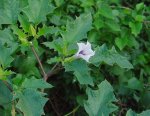 Datura.jpg