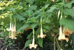 brugmansia1.jpg