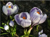 Frühling.webp