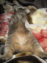 Cleo gestern Abend.webp