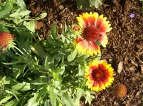 CIMG3939.webp