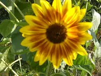 CIMG3941.webp