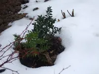 stechender_mäusedorn.webp
