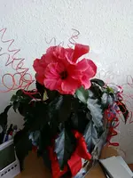 Hibiskusblüte.webp