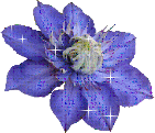 Blume00008.gif