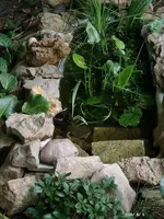 aphaniusteich_2.webp