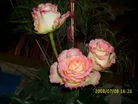 DSCI1005.webp