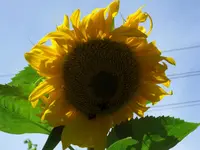 CIMG6772.webp