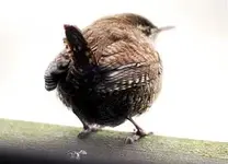 vogel.webp