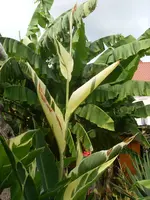 SL375644.webp
