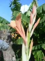 SL375670.webp