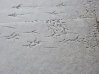 P1020616.webp
