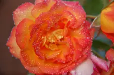 DSC_2719.webp
