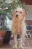 Nelly Sommer.webp