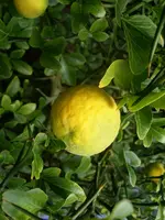 SL376116.webp