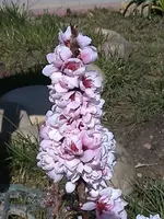 Gartenpfirsisch.webp