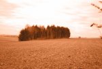 wald_norm11ald5ot.jpg