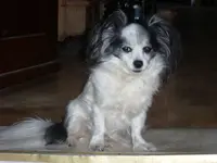 SL371542.webp