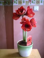 PIC00023.webp