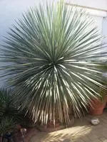 SL375300.webp