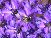 Gartenviolett.webp