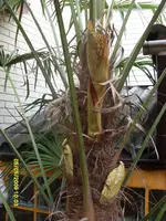 5SL374002.webp