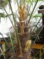 7SL374029.webp