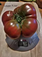 20220801_200433.webp